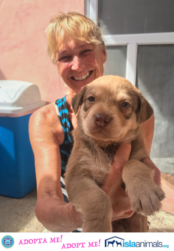 Rachel’s 8 Puppies