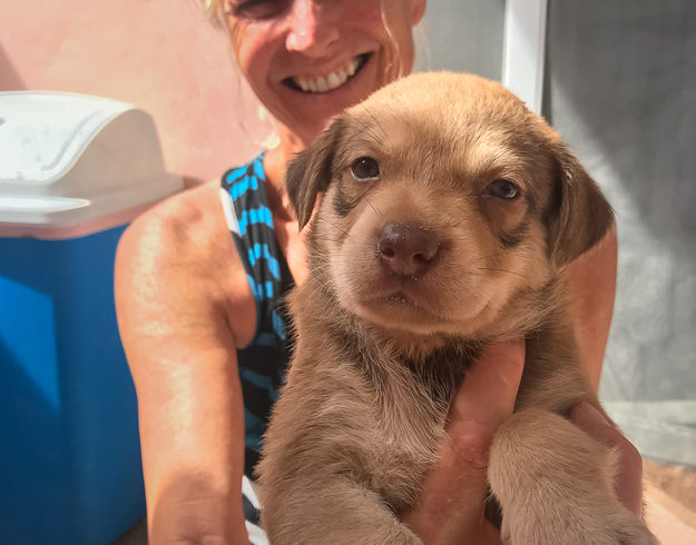 Rachel’s 8 Puppies