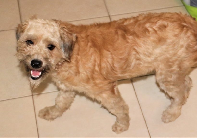 Odie – Opie Odie – Opie