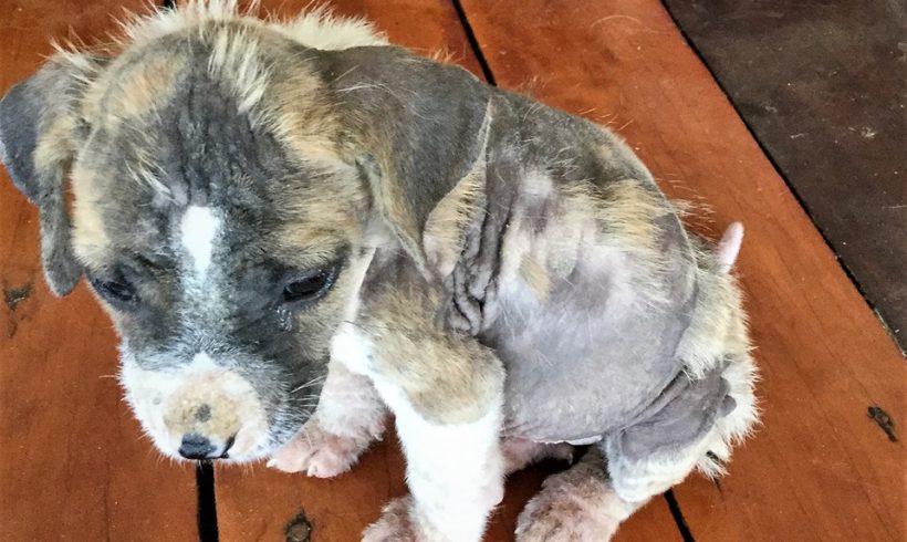 This week at Isla Animals Nov 19, 2017 This week at Isla Animals Nov 19, 2017