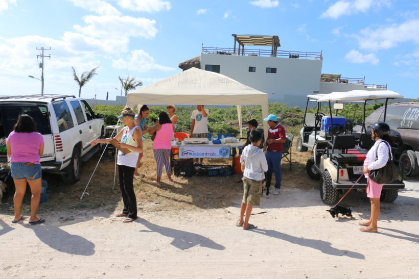 March 2018 Flea & Tick Treatment in Guadalupana