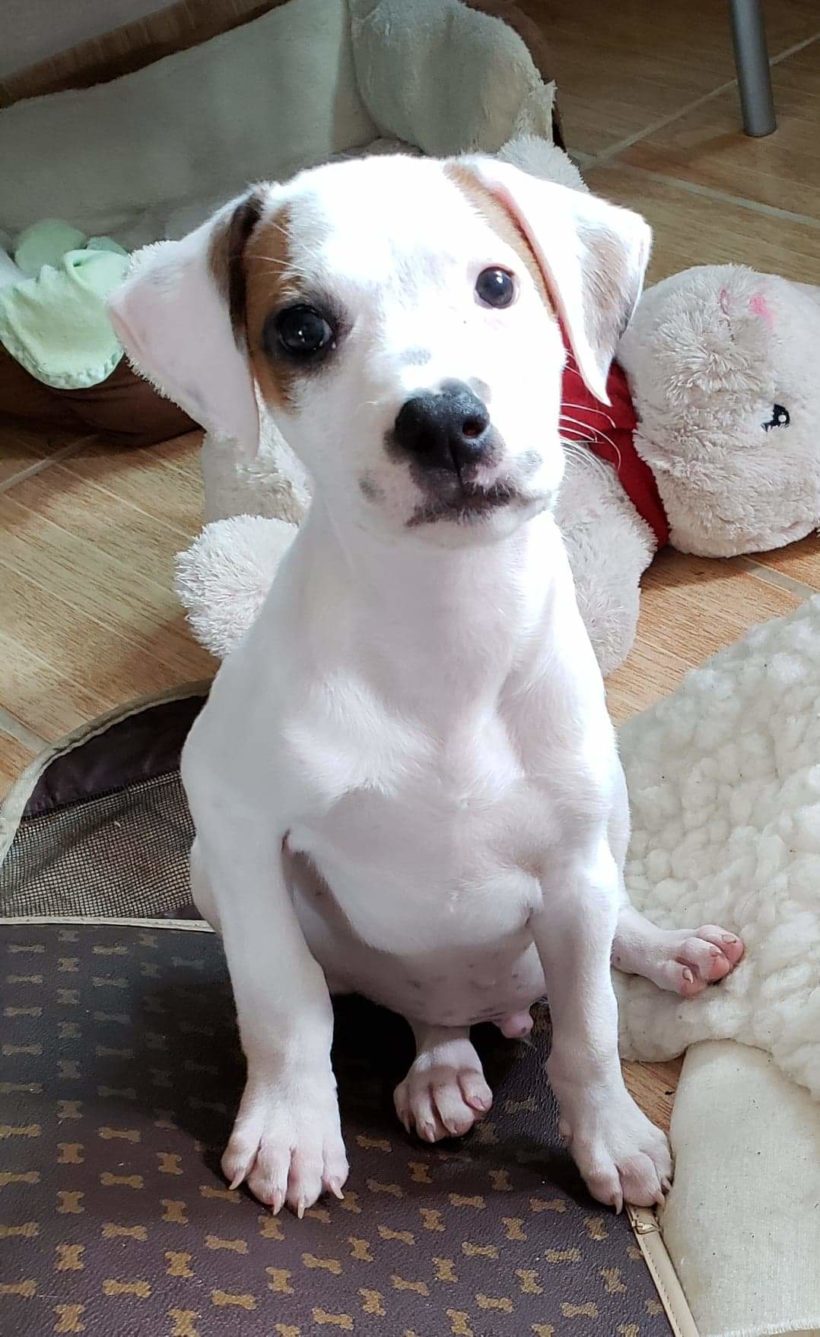 Jack Daniels Jack Daniels