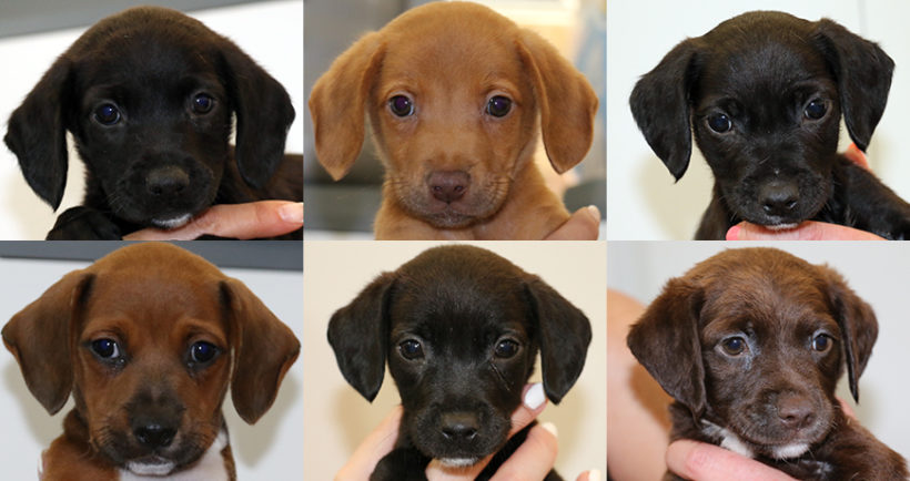 Marta’s puppies Marta’s puppies