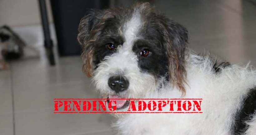 Hailey/Vaquita Hailey/Vaquita