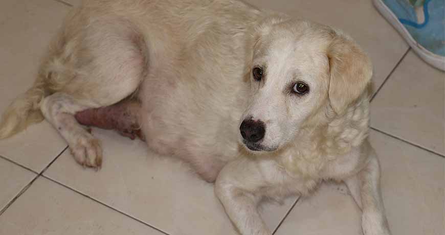 freya mama dog isla animals white dog