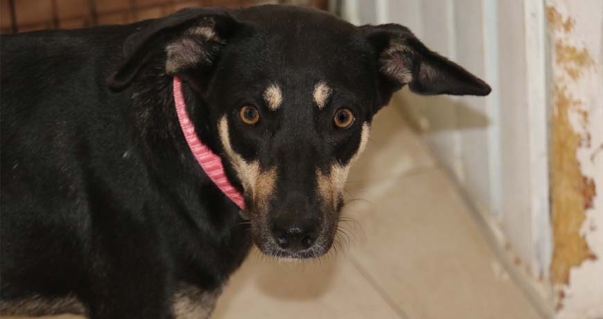 fancy dog for adoption in mundaca