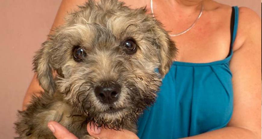 dog for adoption isla animals