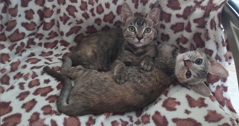 Milly & Pilly Milly & Pilly