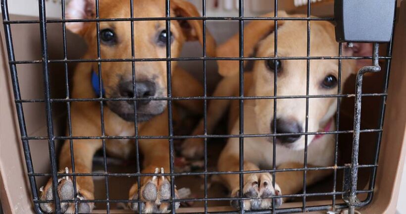 Thursday Clinic: free sterilization of dogs and cats