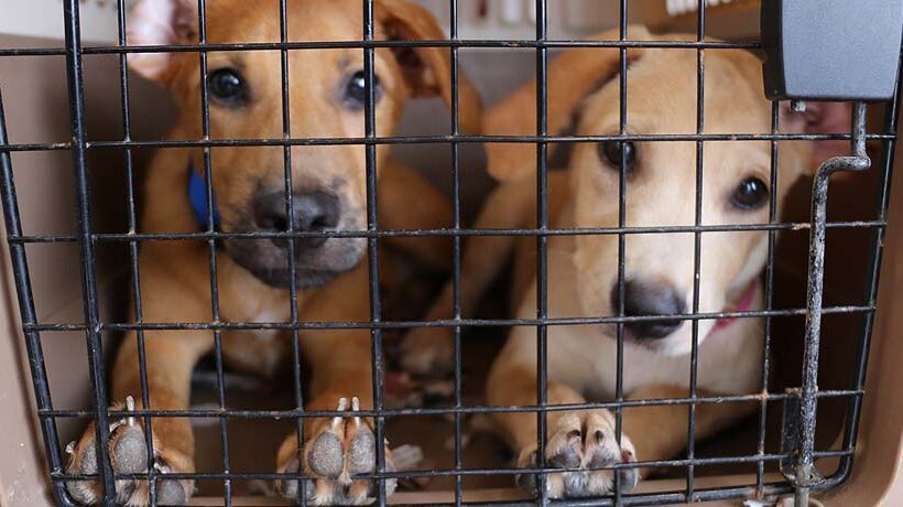 Thursday Clinic: free sterilization of dogs and cats Thursday Clinic: free sterilization of dogs and cats