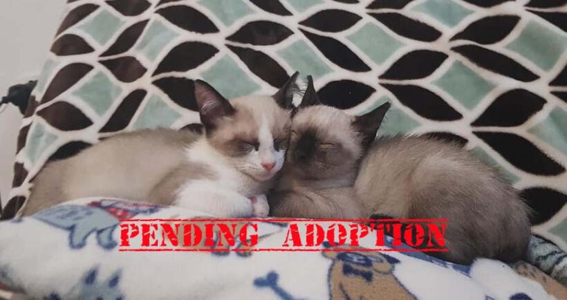 Simba & Mufasa Simba & Mufasa