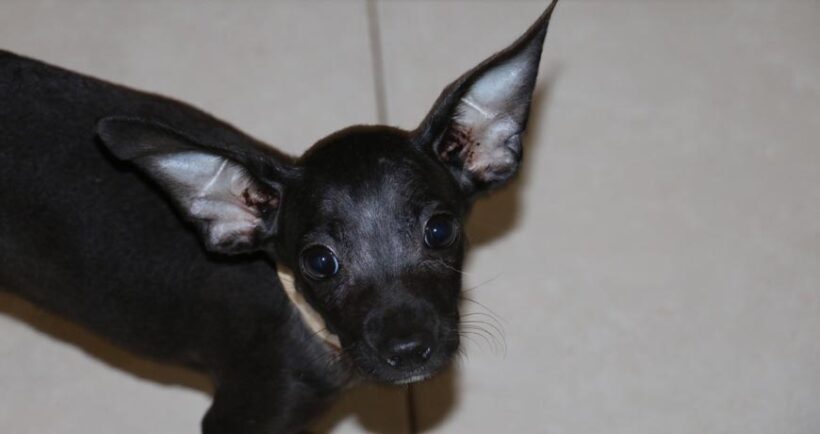 Milly (ROWDIES) Milly (ROWDIES)