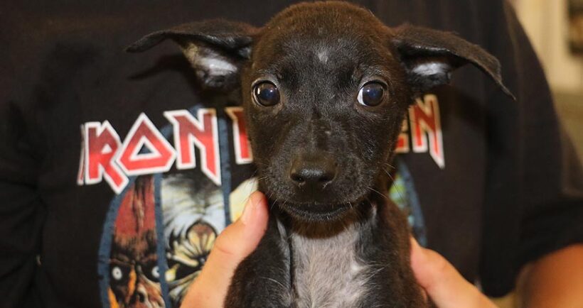 Milo (ROWDIES) Milo (ROWDIES)