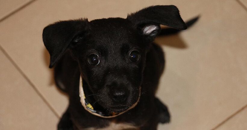 Missy (ROWDIES) Missy (ROWDIES)