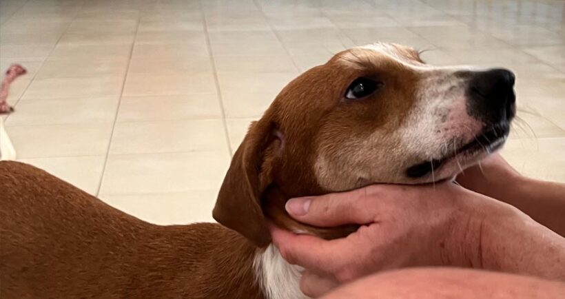 Our First Visit to the Isla Animals Shelter Our First Visit to the Isla Animals Shelter