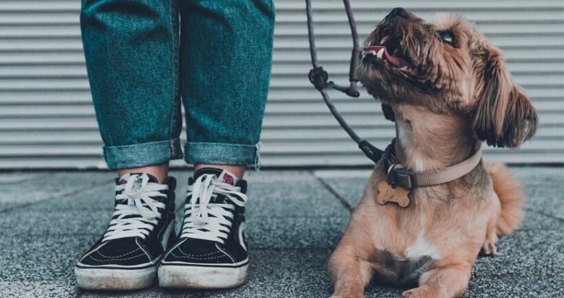 Dogs Really Are “Man’s Best Friend”!