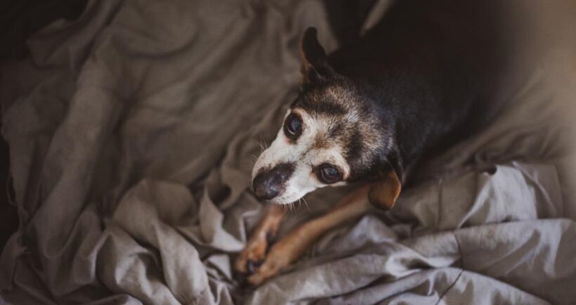 The Benefits and Joys of Adopting an Older Dog