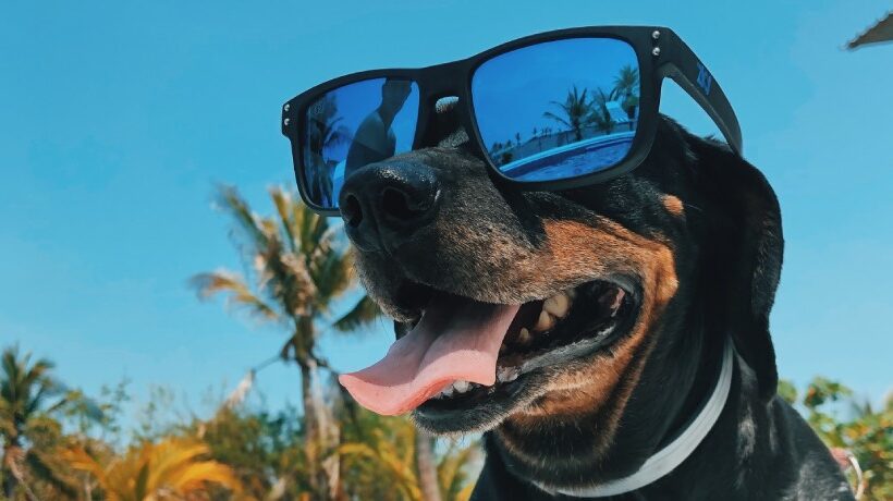 The Heat is ON – Keeping Our Pets Cool in Hot Weather The Heat is ON – Keeping Our Pets Cool in Hot Weather