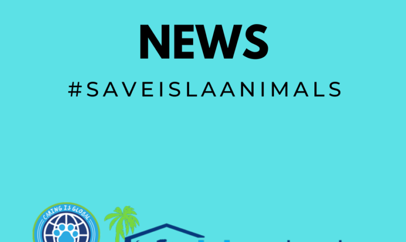 #SAVEISLAANIMALS Becoming Independent