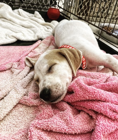 Tortellini Tortellini