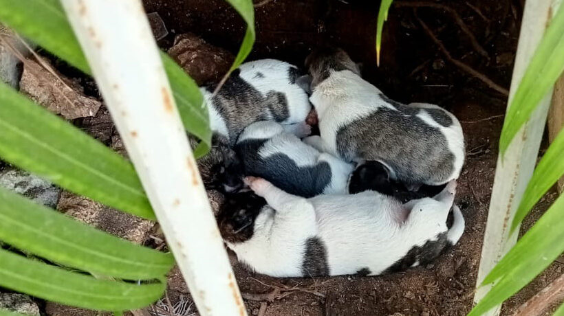 Puppies… from the street to your sofa! Puppies… from the street to your sofa!