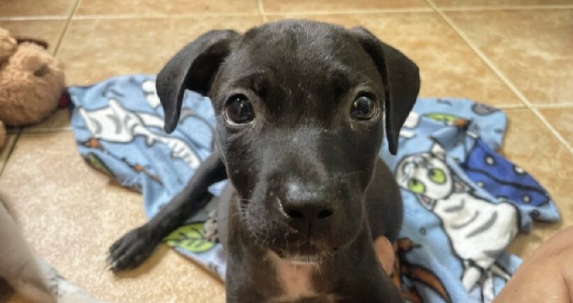 Enchillada Enchillada