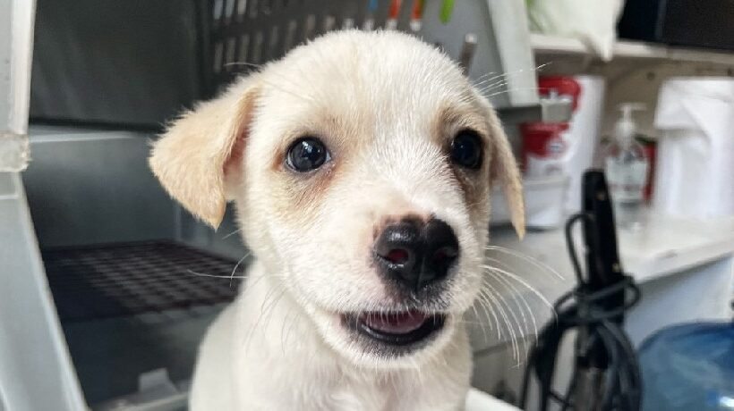 Jelly Bean Jelly Bean