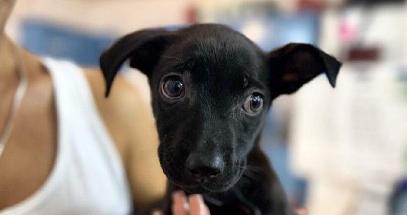 Pocahontas Pocahontas