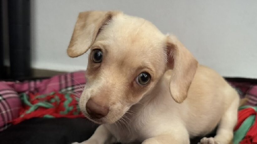 Tinkerbell Tinkerbell