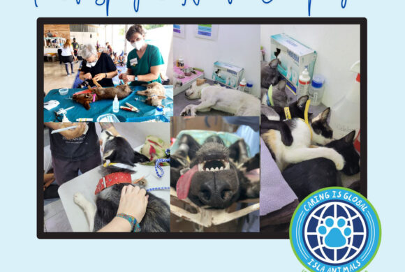 First Isla Animals Oasis Spay & Neuter Campaign First Isla Animals Oasis Spay & Neuter Campaign