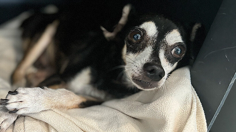 Don Corleone Don Corleone