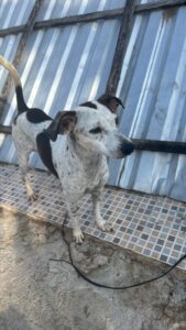 Isla Animals Rescue dog- brown, white