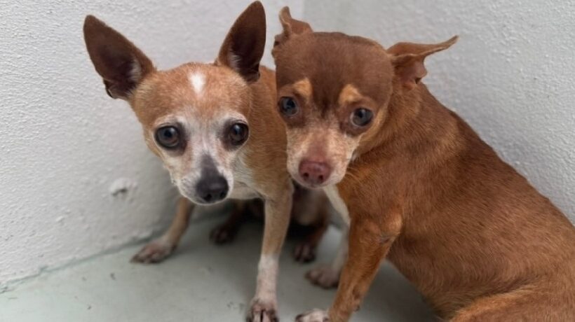 Chikis and Cokis Chikis and Cokis