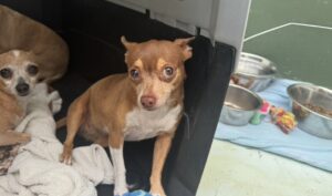 Isla Animals rescue dog - chi chocolate