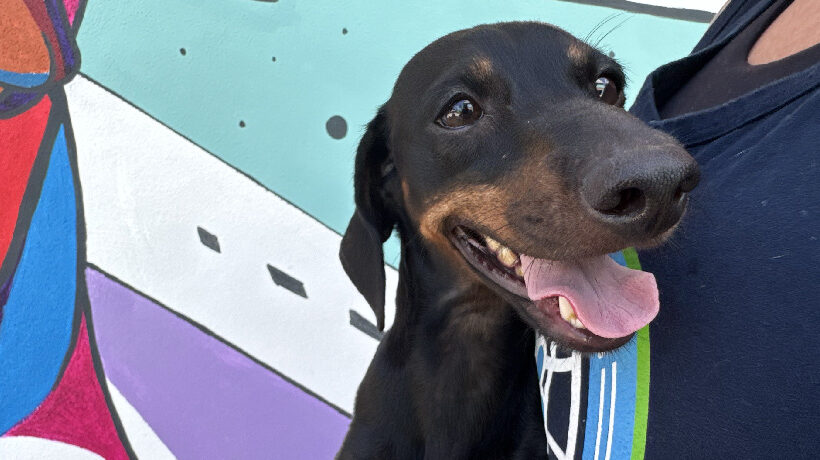 Theo Longfellow Theo Longfellow