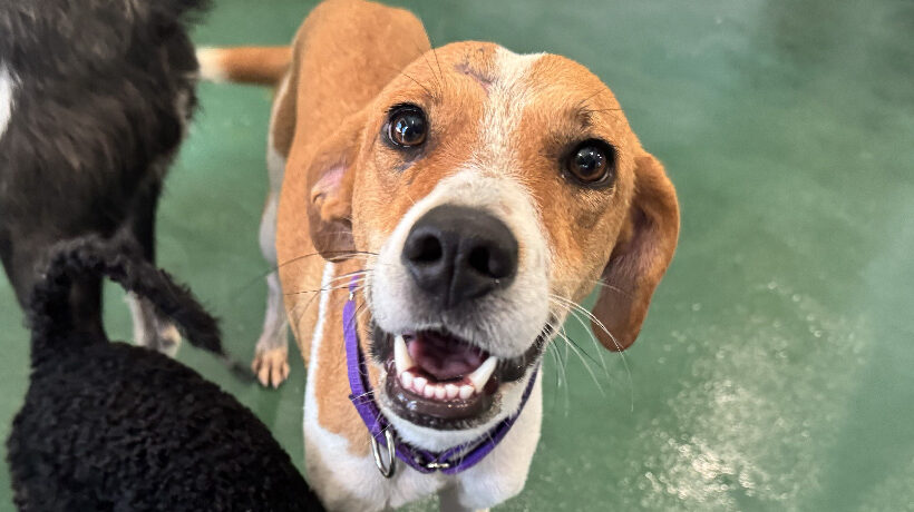 Maya (Mayonesa) Maya (Mayonesa)