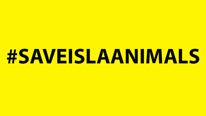 Poster on a bright yellow and black font explaining Isla Animals is Homeless with a hashtag and a call to action for help the rescue dogs