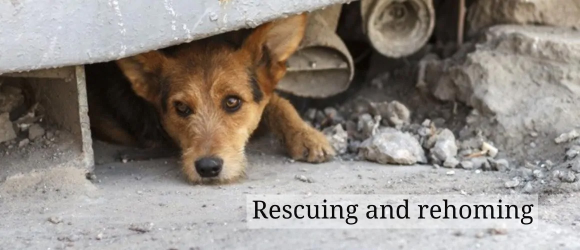 small brown dog on a grey dirt floor under a truck with the label rescuing and rehoming