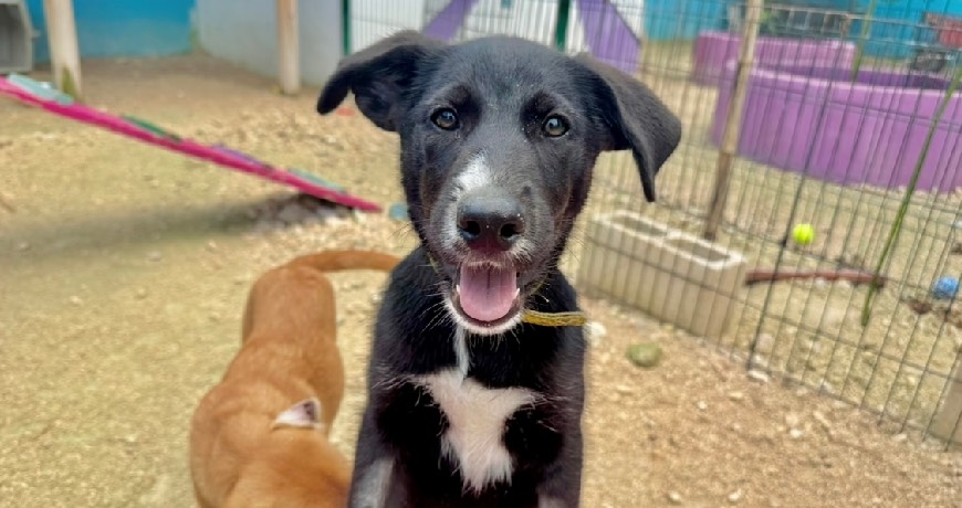 Isla Animals rescue dog black white
