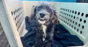 rescue dog, black Isla animals