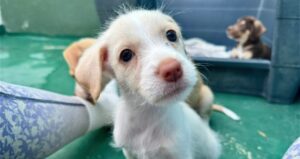 Isla animals rescue dog white