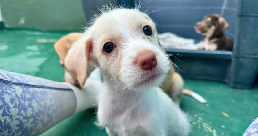 Isla animals rescue dog white