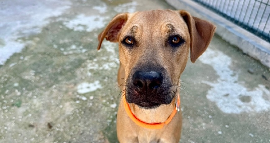 Isla Animals rescue dog brown