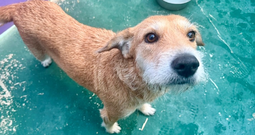 Isla Animals rescue dog brown