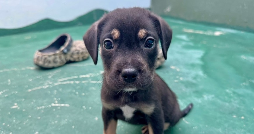 Isla animals rescue dog black