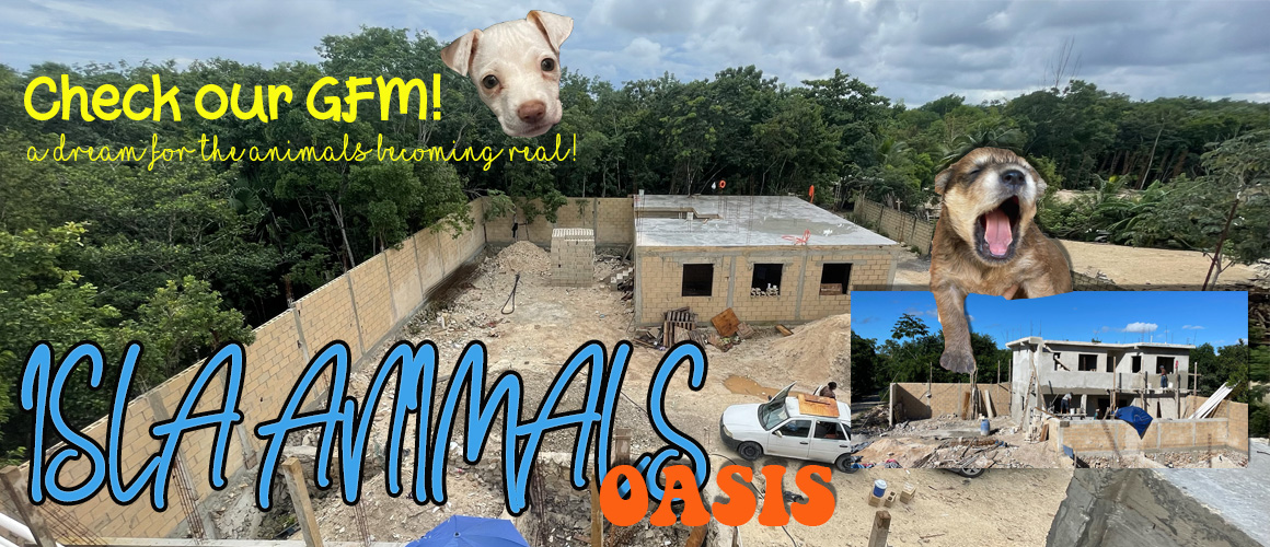 cover-for-website nov