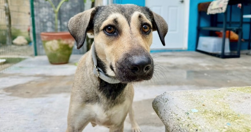 Isla animals rescue dog tricolor