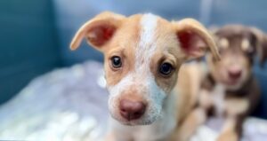 Isla animals rescue dog tan white